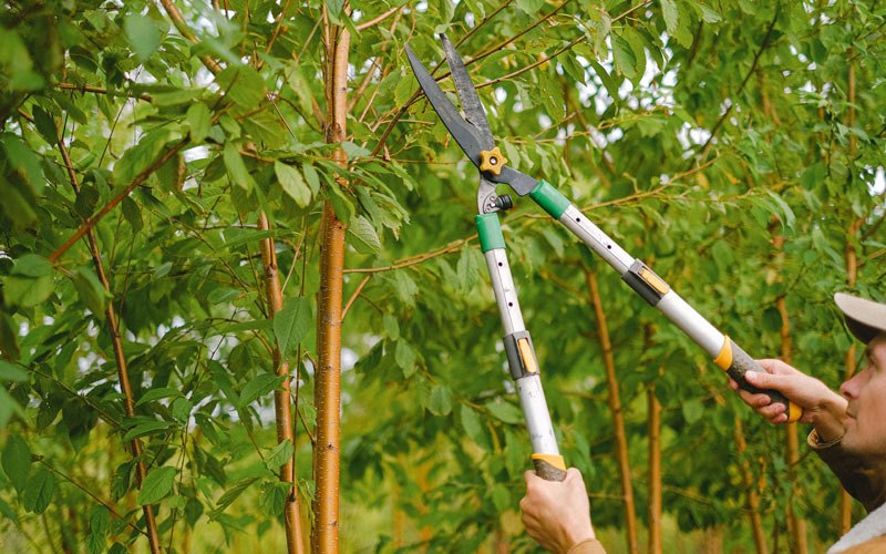 Tree trimming in Shortsville, NY